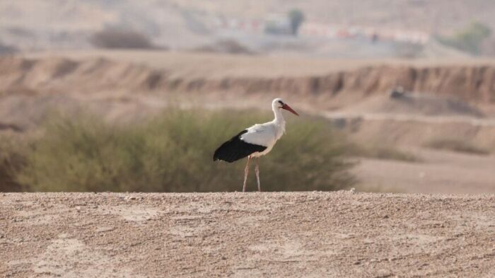 al ain zoo (2) al ain zoo white stork bird