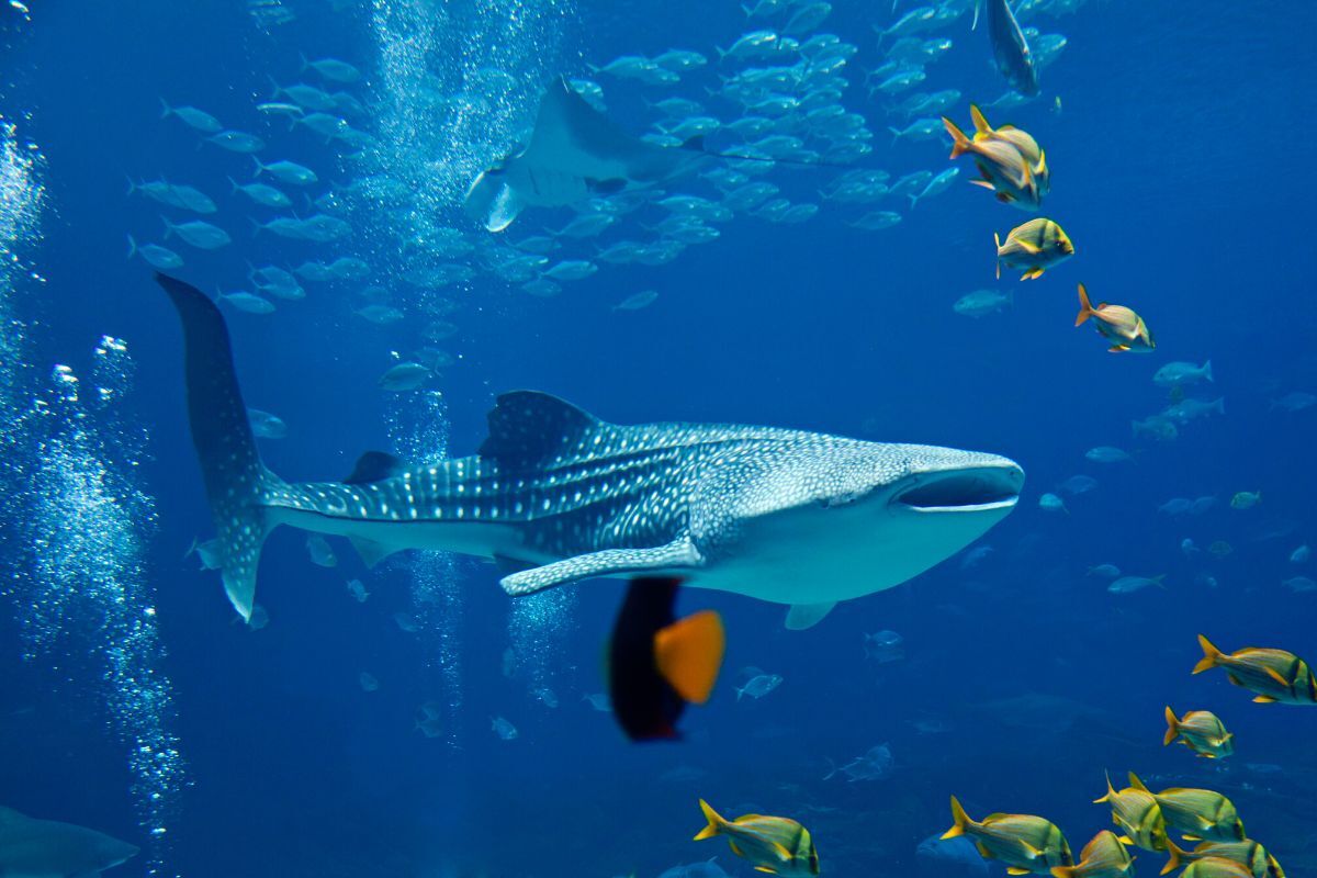 Whale Shark