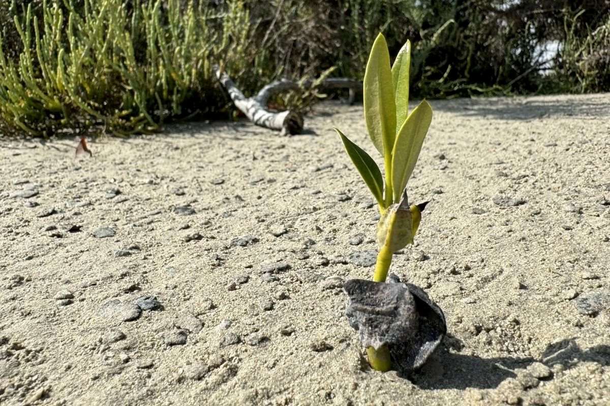 Mangrove tree planting