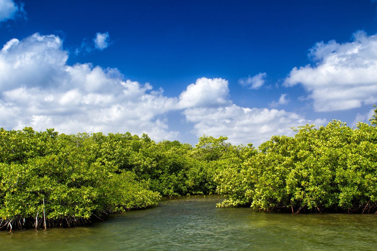 Eastern Mangroves