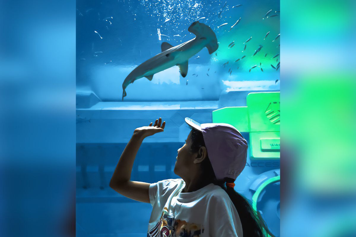 SeaWorld Abu Dhabi A kid watching a hammerhead shark at SeaWorld Abu Dhabi