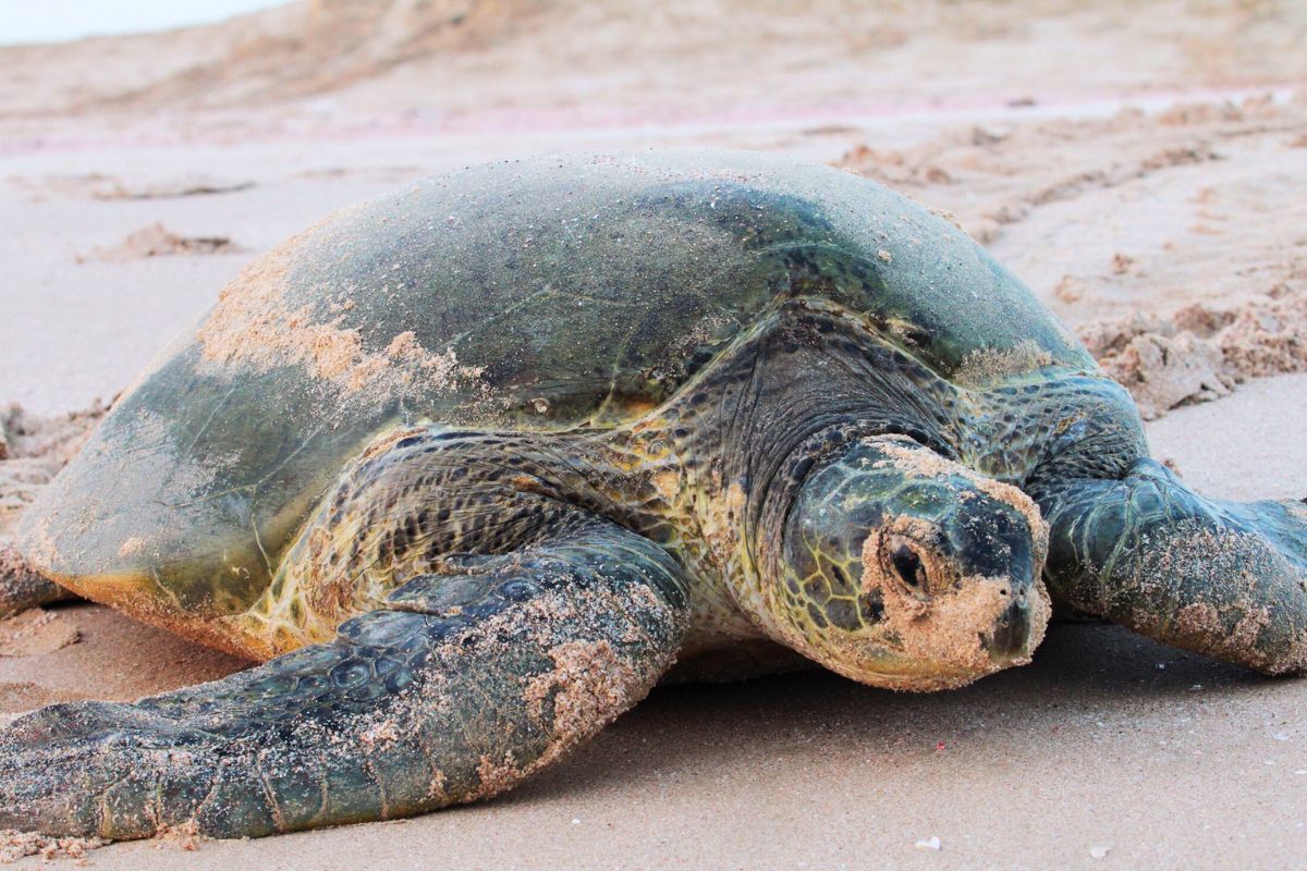 Green turtles in Abu Dhabi
