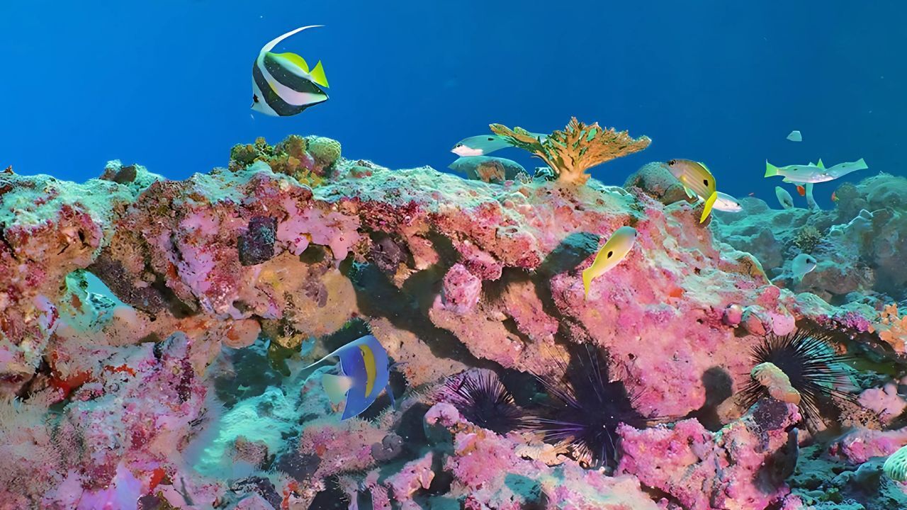 coral garden initiative Abu Dhabi launches Middle East’s largest coral garden project