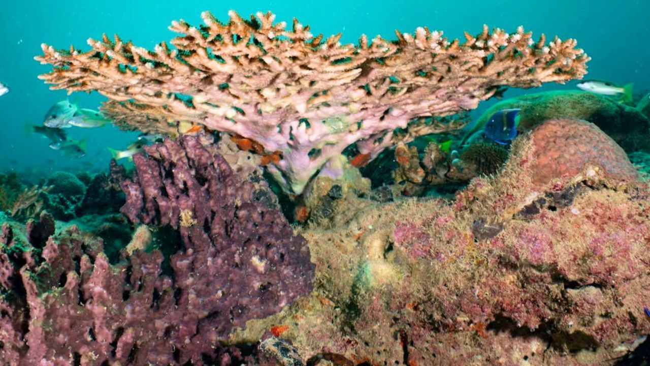 coral coral colonies