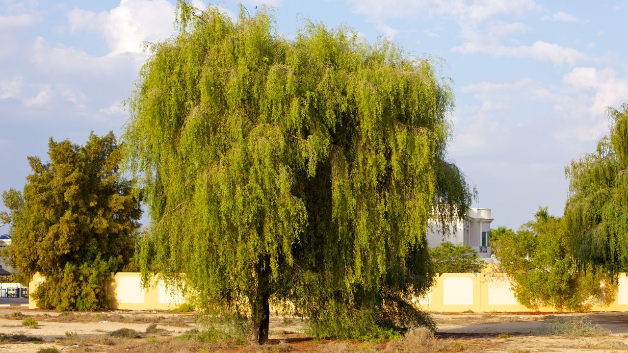 ghaf tree Abu Dhabi’s native trees