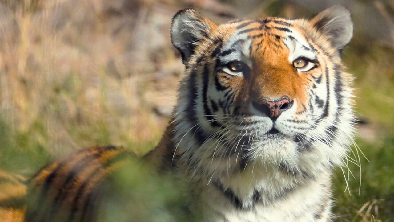 al ain zoo tiger tiger in al ain zoo