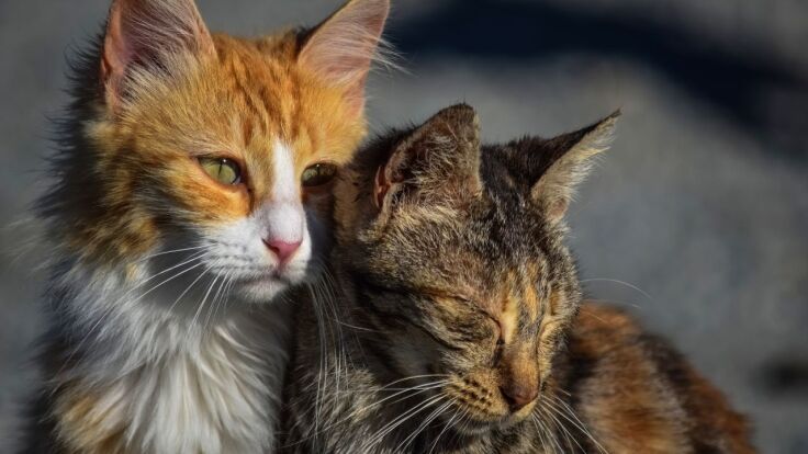 stray cats animal welfare abu dhabi