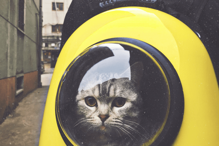 Cat travelling cat